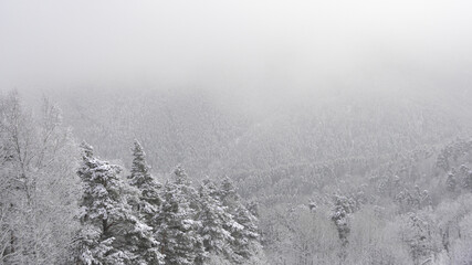 Snow forest in gentle haze of frosty morning