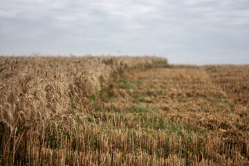 Wheat field against the background of the summer sky. Golden spikelets on agricultural land. A mature wheat is close-up. Ripe wheat ears closeup. Field with splendid wheat. 