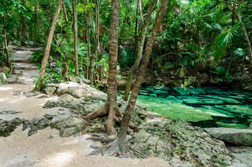 path in tropical rainforest - Riviera Maya, Yucatan, Mexico