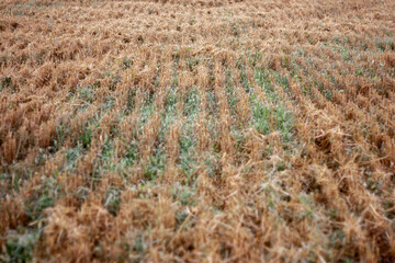 Stubble in the field after harvest. Cut stalks of cereals in the field in summer. Slender rows of grain crops on a summer day in the field. Close-up, side view