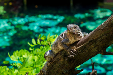 iguana on tree at cenote - yucatan, mexico