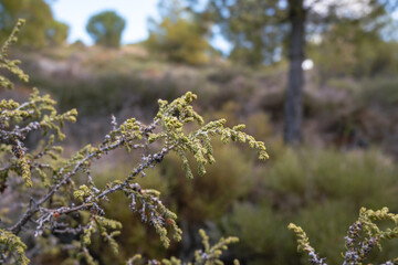 Juniperus phoenicea leaves close up with nice soft background.