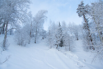 Winter forest on slope in frosty haze. Branches are covered with snow and frost under soft sky.