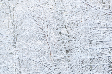 Fototapeta na wymiar Bare branches of trees without leaves. Snow and frost on bushes in winter forest
