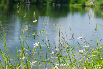 Obraz na płótnie Canvas Green grass on lake shore on summer day. River shore background