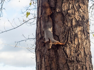 a squirrel hangs upside down from a tree in a Park in autumn.