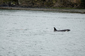 dolphins in the sea