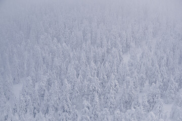 Coniferous trees sprinkle with snow. View from height of white frozen forest