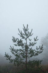 Obraz na płótnie Canvas Young pine tree 