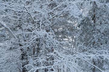 Cold weather in winter forest. Branches of trees are covered with snow and frost.