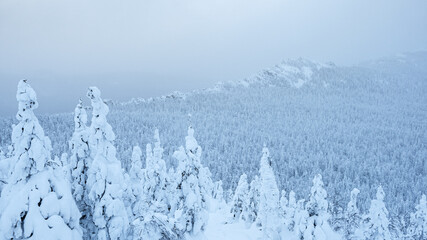 Winter landscape of snow forest on top of hill. Branches of trees with frosted branches and rime in frosty haze