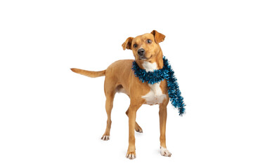 Dog stand with blue scarf