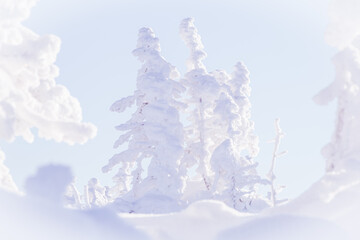 Soothing winter landscape with snowy forest. Frozen fir trees in soft pink light of fresh morning