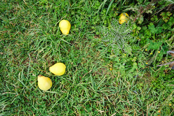 pears in the grass