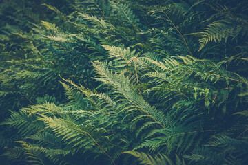 Thickets of fern. Green leaf cover in rainforest. Scenic natural texture of fern leaves.