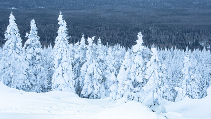 Dense snow forest. Winter panorama of frozen fir trees covering the hillside