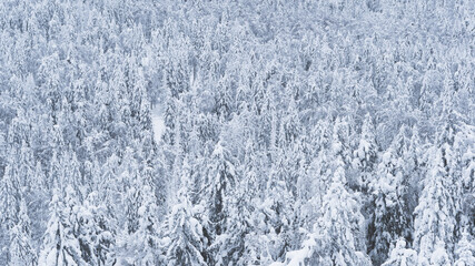 Snow trees on hillside. Frozen dense winter forest as background.