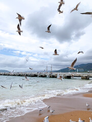 Seagulls on the beach and in the air