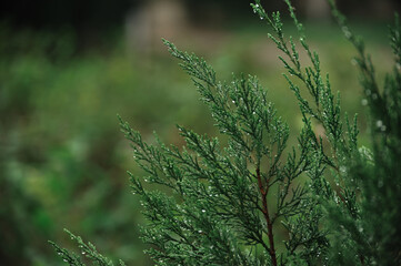 selectively focused leaf with green blurred background