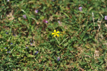 Obraz premium leaves and yellow flower background selectively focused