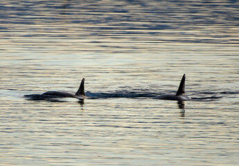 dolphin jumping in water