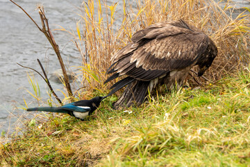 vulture perched on a branch