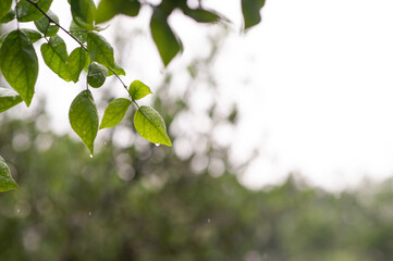 tree leaves selectively focus with blurry background