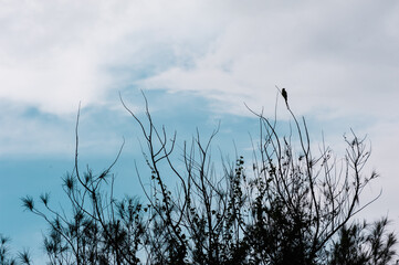 silhouette of bird sitting on a tiny branch with blue sky in the background