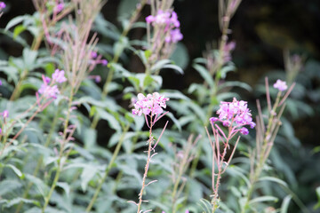 flowers in the garden