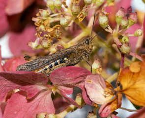 Grasshopper sitting on a red flower
