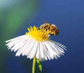Bee collecting nectar at a white aster blossom