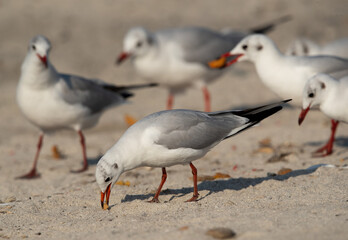 Black-headed gull feeding on leftover at Busaiteen coast, Bahrain