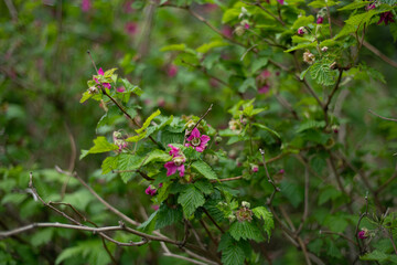 red and white flowers