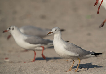 Fototapeta premium Portrait of a slender-billed gull at Busaiteen coast of Bahrain