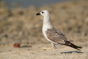 Juvenile Lesser Black-backed Gull at Busaiteen coast, Bahrain