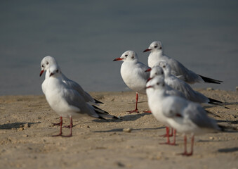 Fototapeta premium Black-headed gulls at Busaiteen coast, Bahrain. selective focus at the back.