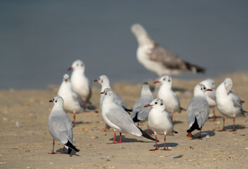 Black-headed gulls at Busaiteen coast, Bahrain.