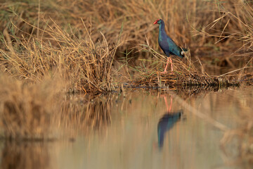 Grey-headed Swamphen in its habitat at Asker Marsh, Bahrain