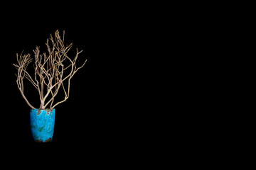 Bare branch in a turquoise vase isolated on black background with much copy space