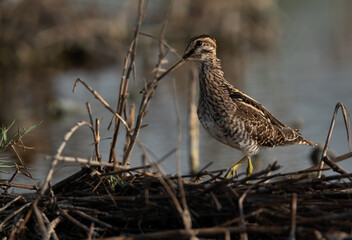 Portrait of a Common snipe at Akser Marsh, Bahrain.
