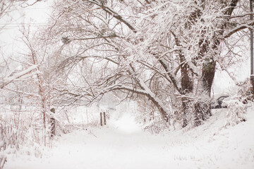 Winter landscape. Beauty of winter. Frosty day. Trees under snow. Branches in hoarfrost. Winter on a city street, country side or village. Monochrome landscape with distant perspective 