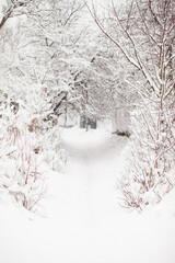 Winter landscape. Beauty of winter. Frosty day. Trees under snow. Branches in hoarfrost. Winter on a city street, country side or village. Monochrome landscape with distant perspective 