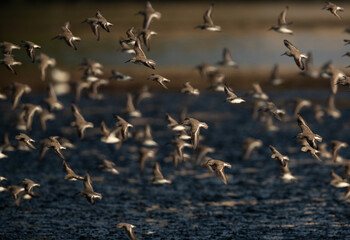 Flocks of Dunlins and little stints flying at Tubli bay, Bahrain