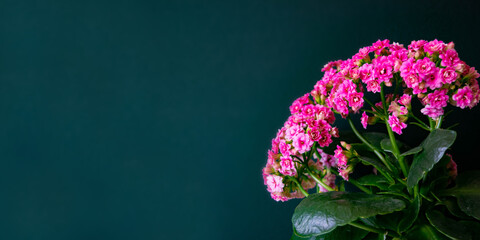 Beautiful fresh lush blooming pink buds of potted decorative succulent Kalanchoe blossfeldianain on black background.