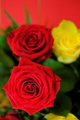 Rose Flower. Red Yellow Roses close-up on a bright red background.  