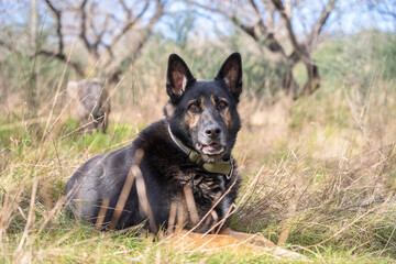 german shepherd dog on grass