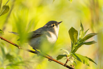 Small and curious European songbird Common chiffchaff, Phylloscopus collybita in a springtime Estonian forest.	