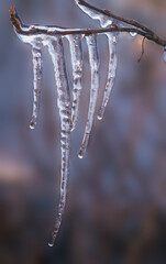 Obraz na płótnie Canvas Ice icicles on the background of the winter garden