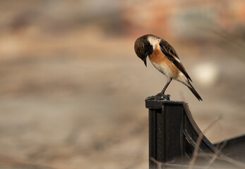 Caspian stonechat at Asker marsh , Bahrain