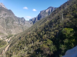 Hidalgo Hillside w cacti